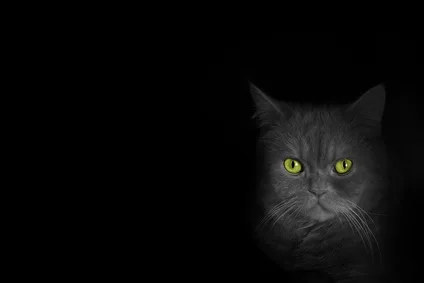 Flauschige Killer: Schätzungen zufolge töten Katzen in der Schweiz jedes Jahr rund 30 Millionen Vögel. (Symbolbild) Eine graue Katze mit grünen Augen vor dunklem Hintergrund.